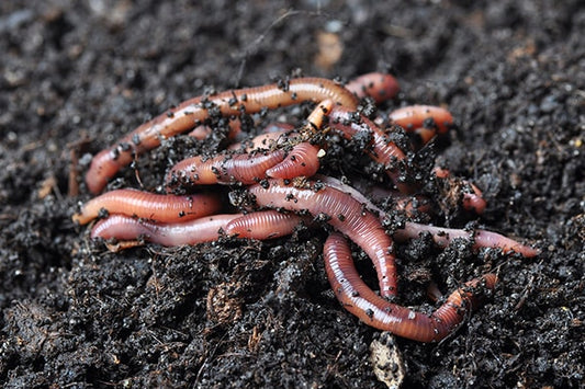 Vermicompost - 30L